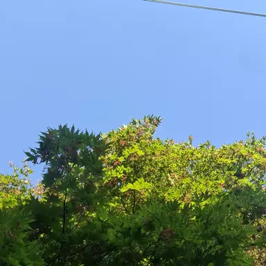 Profile image of 이에이리 쇼코