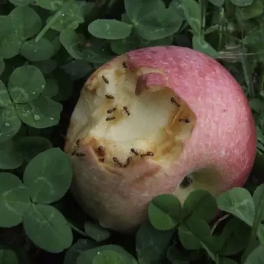 Profile image of Apple