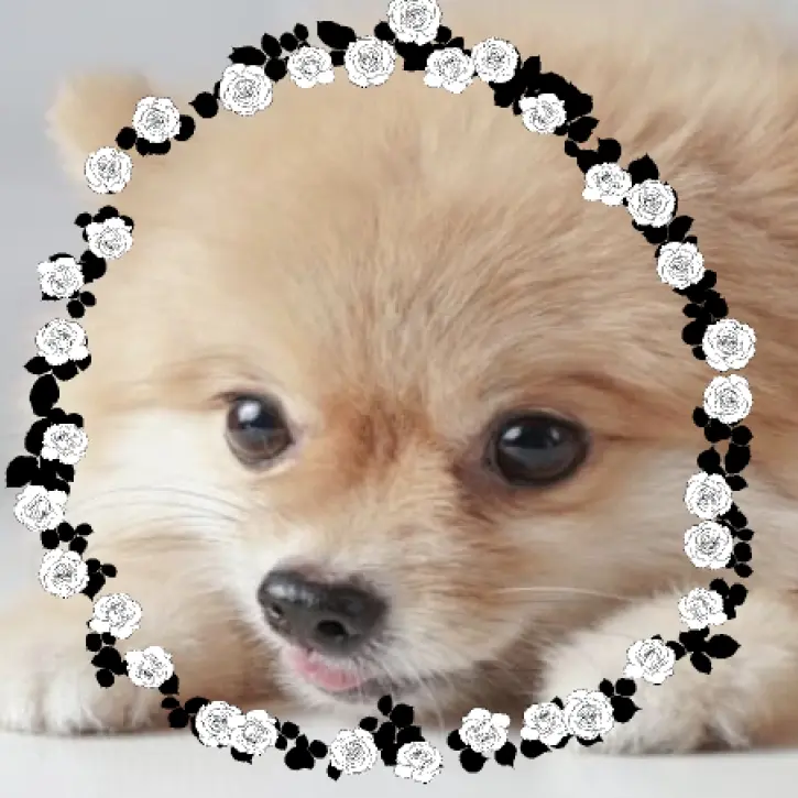 HomelyRipe5394의 눈떠보니 강아지가 되있다고?