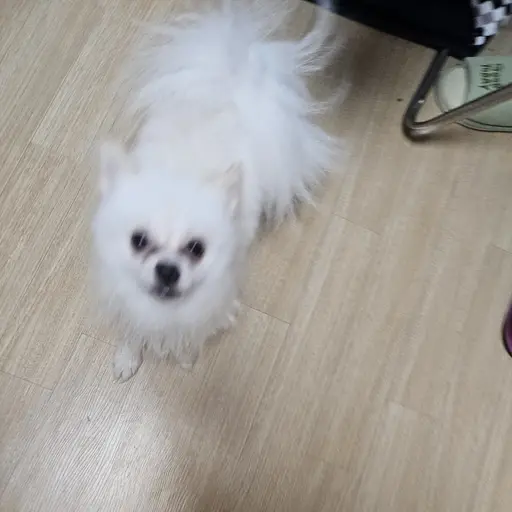 Su_yeon의 사고 뭉치 호두