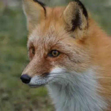 Profile image of 여우