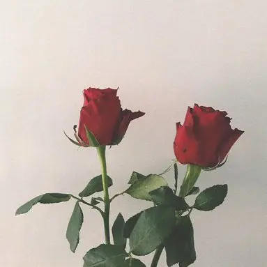 Profile image of フレント