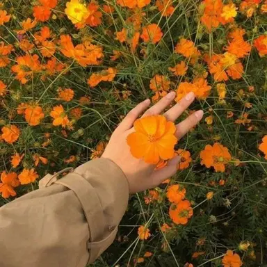 Profile image of 코마