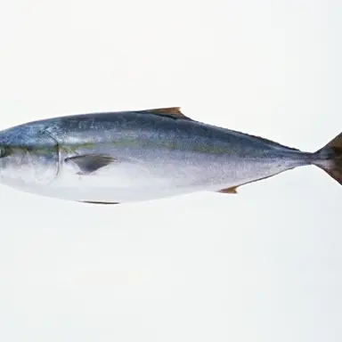 Profile image of ブリ子