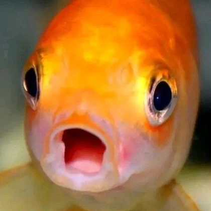 잉어