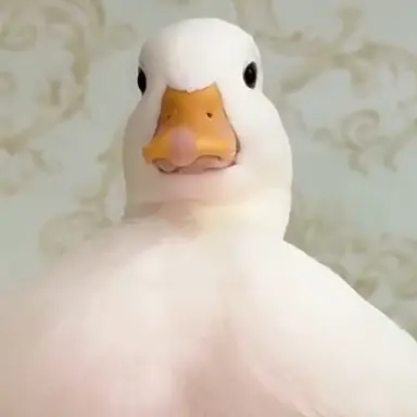 Profile image of ニンニン