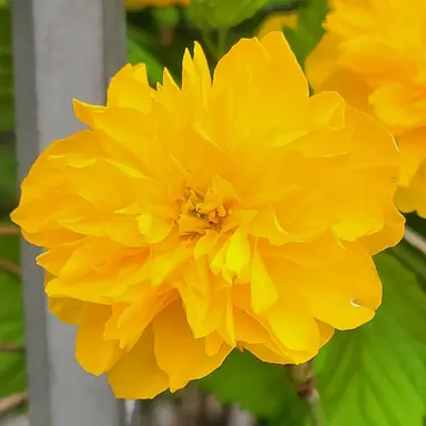 Profile image of 각별