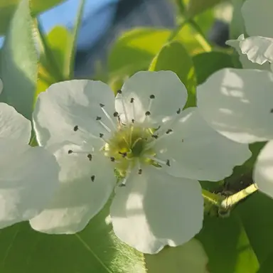 Profile image of 공룡