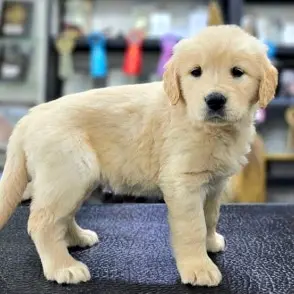 Profile image of 멍멍