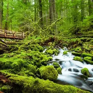 GloomyCrisp8373의 ANIMAL RP