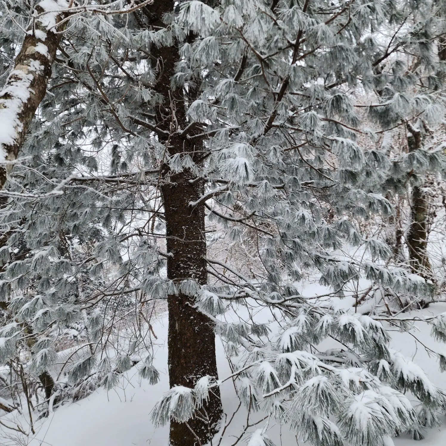 BitingOil2973의 마에다 리쿠랑 정략결혼 하기..