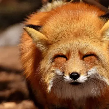 Profile image of キツネ