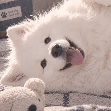 Profile image of ピピ