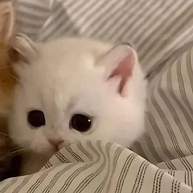 Profile image of 시로