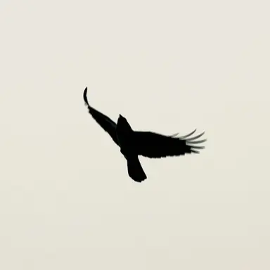 Profile image of 홍원