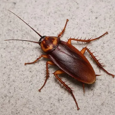 Profile image of 박퀴뷸