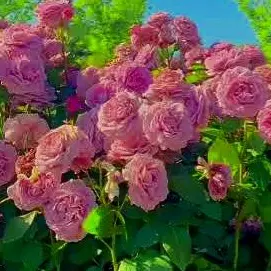 Profile image of 수경위