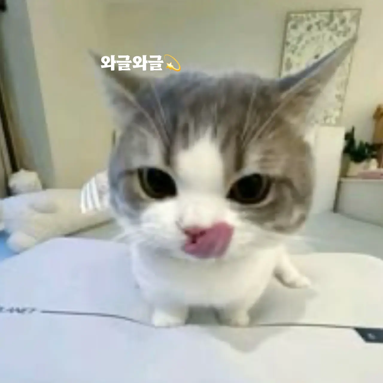 FitRipe9148의 와글와글(공감 채널💫)