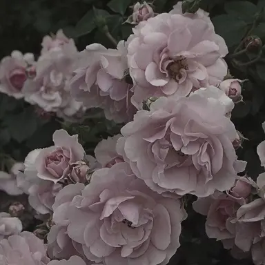 Profile image of 밥풀