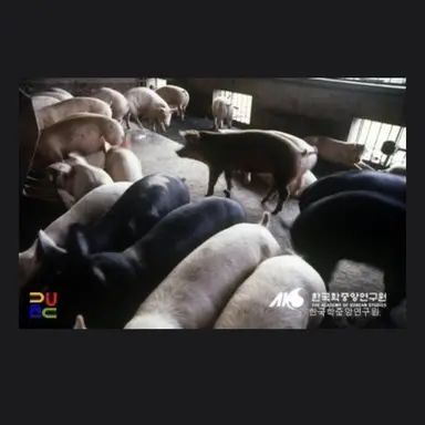 Profile image of 돼석