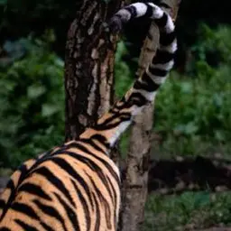 Profile image of Kalais