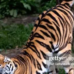 Profile image of Seraphin