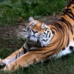 Profile image of Erala