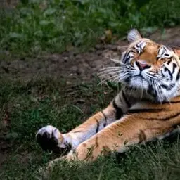 Profile image of Caspian