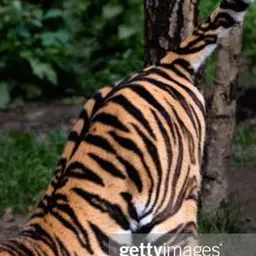 Profile image of Maladon