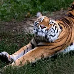 Profile image of Elias