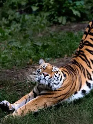 FastShoes3505의 Royal castle