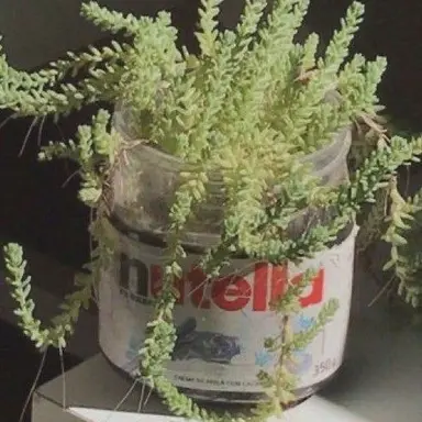 Profile image of 정 공룡