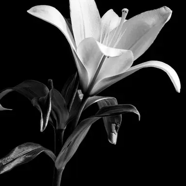 Profile image of 花