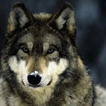 Profile image of 늑대