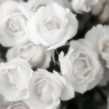 Profile image of 연구원