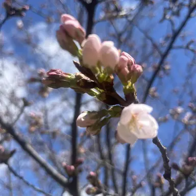 Profile image of ギャル