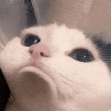 Profile image of The feline kingdom
