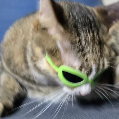 Profile image of 힙냥이