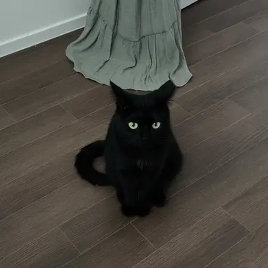 Profile image of 도도냥이