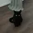 도도냥이