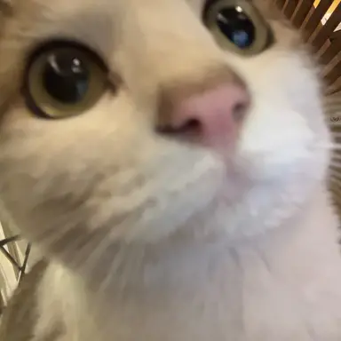 Profile image of 왕자냥이