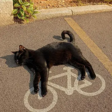 Profile image of 도로냥이