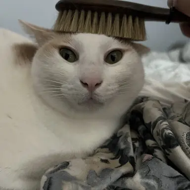 Profile image of 빗냥이