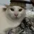 빗냥이