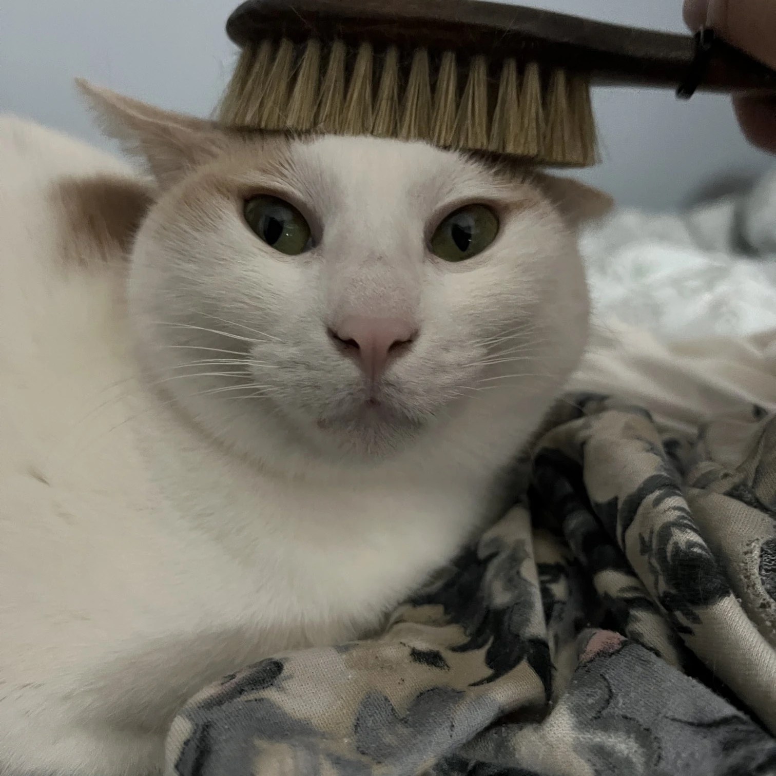 빗냥이