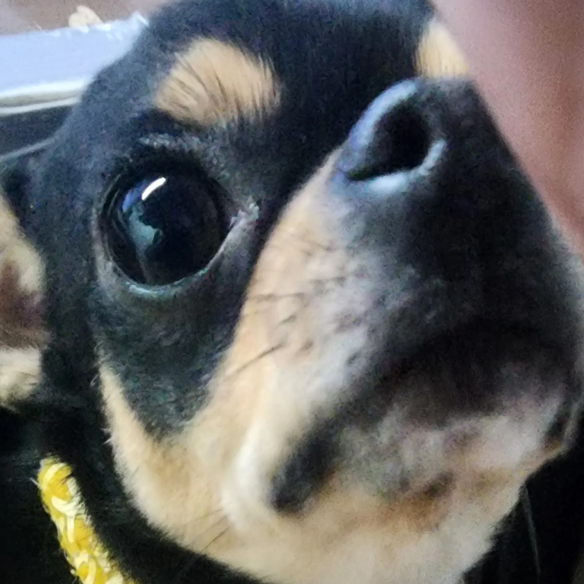 귀칼 최종국면