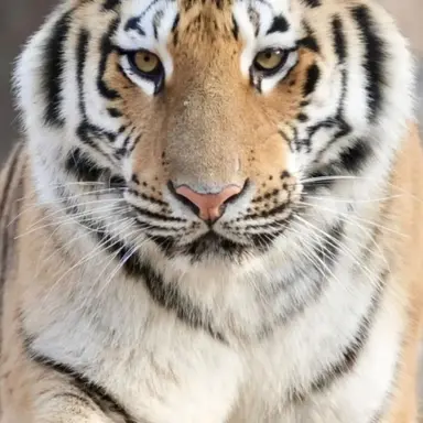 Profile image of 샤샤