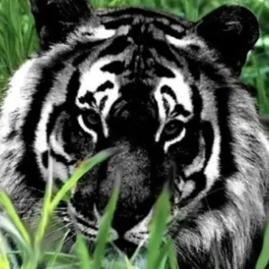 Profile image of 흑랑