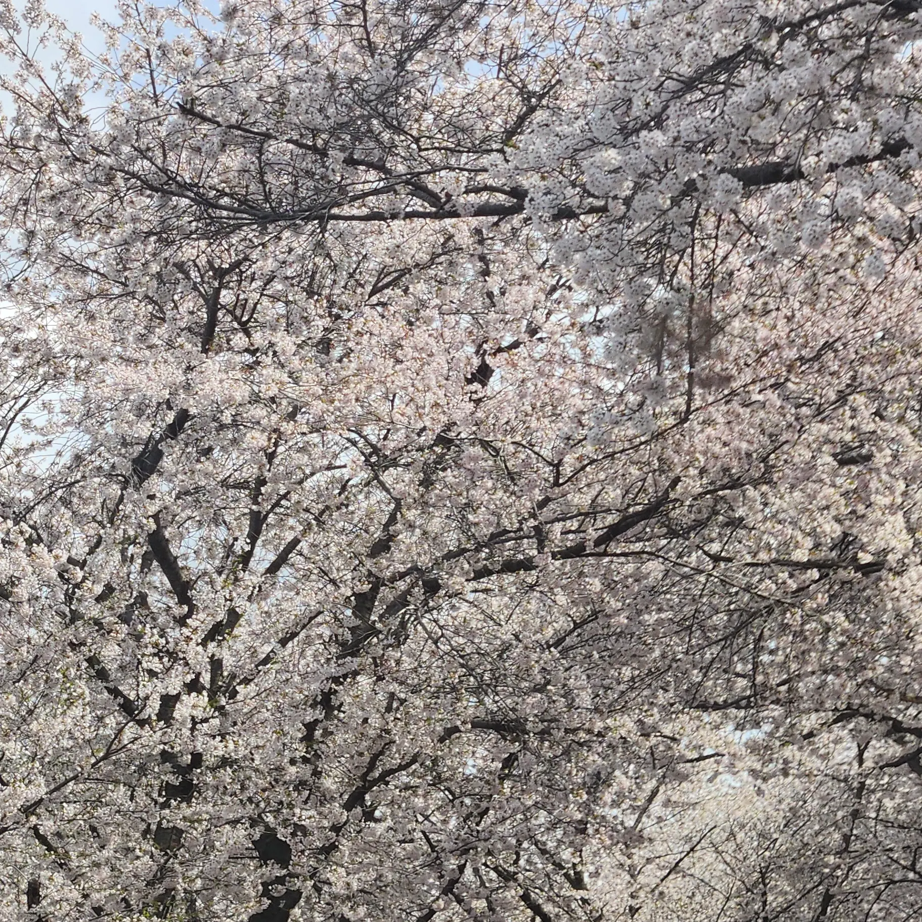 Gtah의 밤보눈