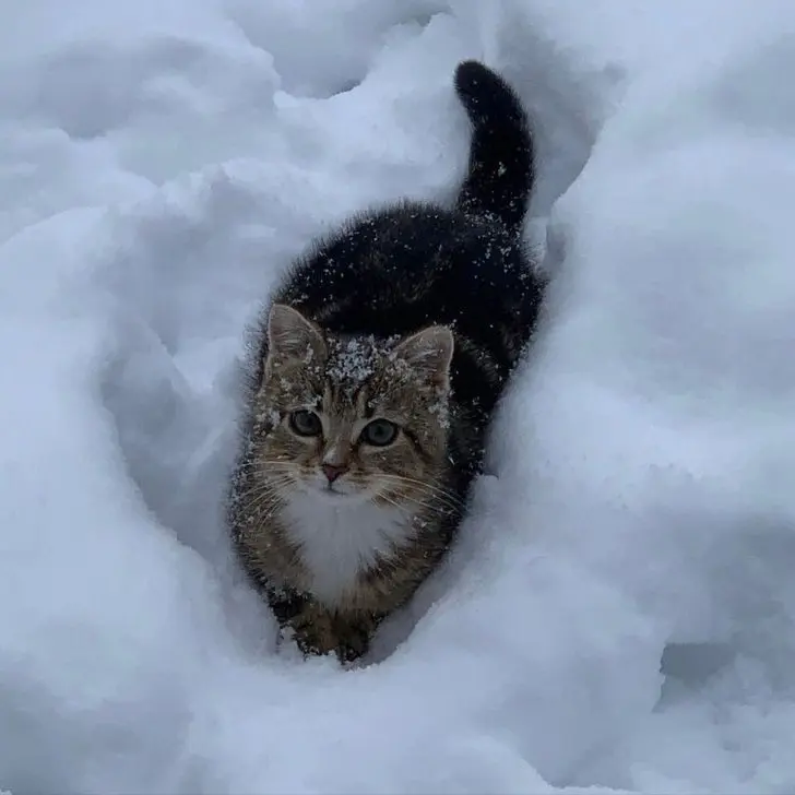 StupidKea5831의 파자마 파티